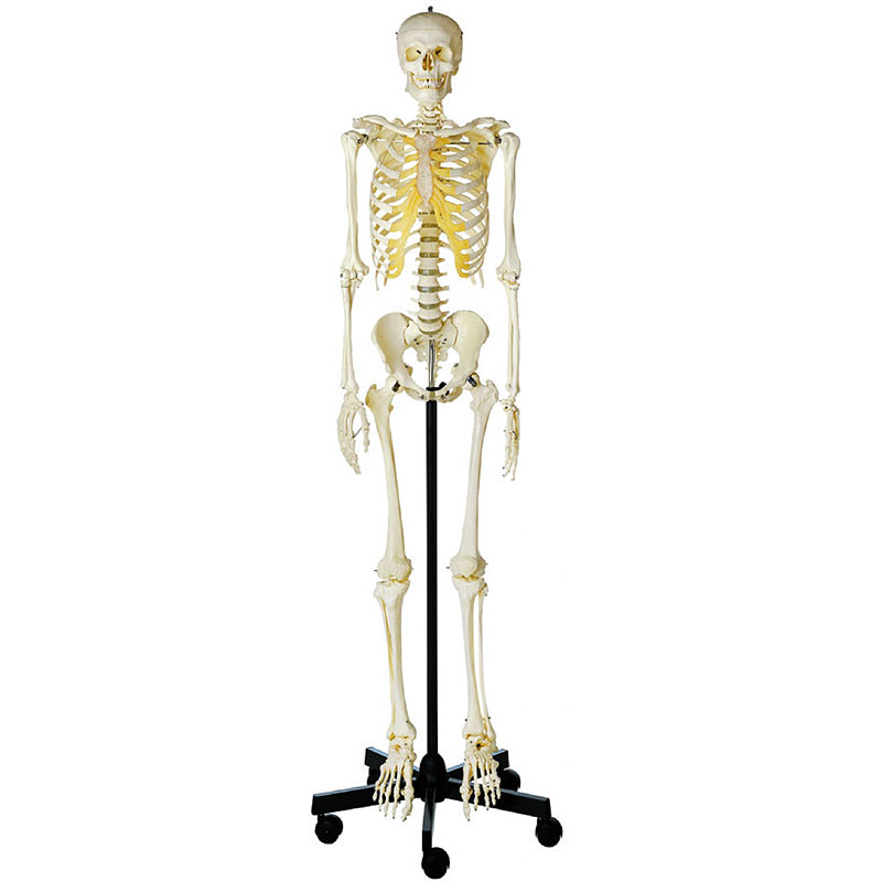 等身大 全身骨格標本 人体模型 人体骨格模型 スタンド付-